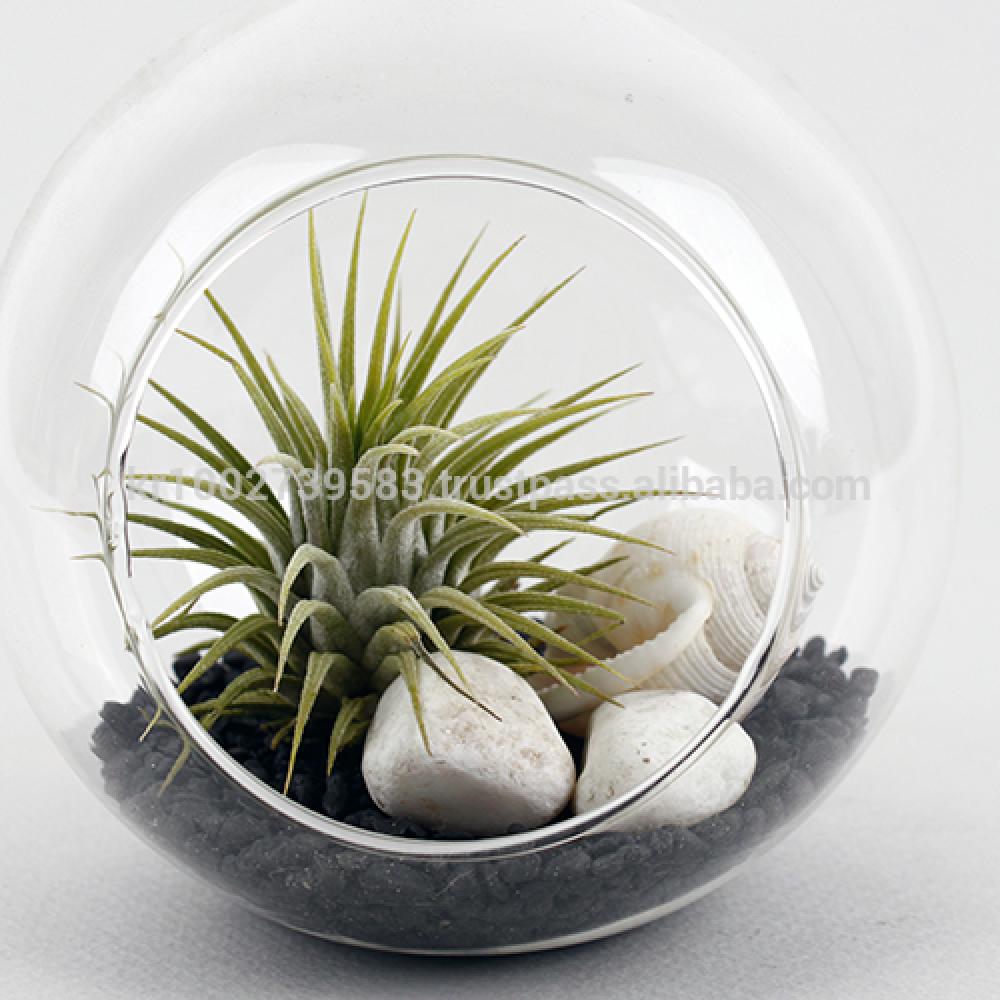 Tillandsia Hanging Glass Gift Set." Black Sea " by Joinflower Joinfolia