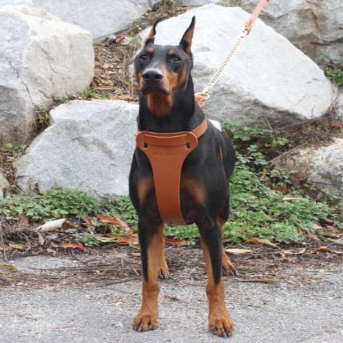 Twist leather harness T type(Big dog)