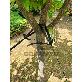 detail image3 tree strap 17-250 tree tie